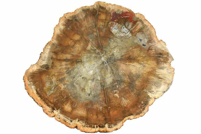 Top Quality Petrified Wood (Araucaria) Round - Madagascar #180234